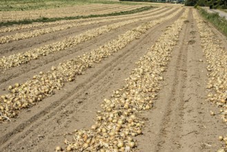 Yellow onions lying in rows in fields for drying in Ystad municipality, Skåne county, Sweden,