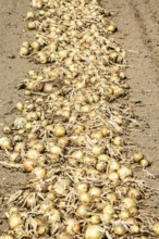 Yellow onions lying in rows in fields for drying in Ystad municipality, Skåne county, Sweden,
