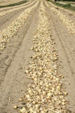 Yellow onions lying in rows in fields for drying in Ystad municipality, Skåne county, Sweden,