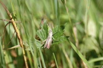 Meadow grasshopper (Chorthippus dorsatus), male, meadow, summer, Germany, The grasshopper is
