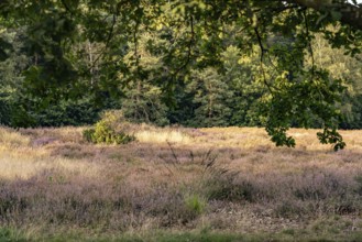 Westruper Heide nature reserve in Haltern am See, North Rhine-Westphalia, Germany