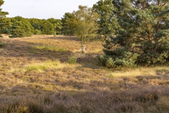 Westruper Heide nature reserve in Haltern am See, North Rhine-Westphalia, Germany