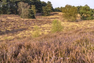 Westruper Heide nature reserve in Haltern am See, North Rhine-Westphalia, Germany