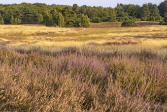 Westruper Heide nature reserve in Haltern am See, North Rhine-Westphalia, Germany