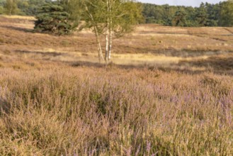 Westruper Heide nature reserve in Haltern am See, North Rhine-Westphalia, Germany