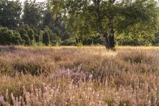 Westruper Heide nature reserve in Haltern am See, North Rhine-Westphalia, Germany