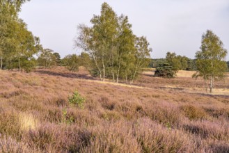 Westruper Heide nature reserve in Haltern am See, North Rhine-Westphalia, Germany