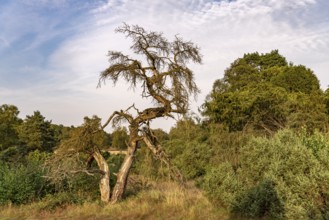 Westruper Heide nature reserve in Haltern am See, North Rhine-Westphalia, Germany