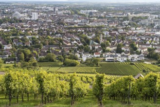 Vineyard am Wartberg and Heilbronn, Baden-Württemberg, Germany