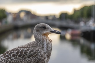 Seagull on the River Liffey, Dublin, Ireland