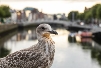 Seagull on the River Liffey, Dublin, Ireland