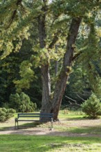 A large tree provides shade for a park bench in a green, peaceful park landscape, Arboretum
