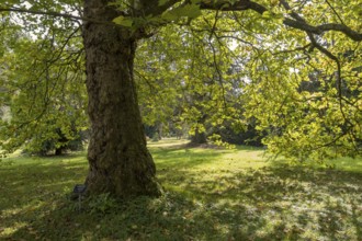 Oriental plane tree (Platanus orientalis), Arboretum Poortbulten, De Lutte, province of Overijssel,