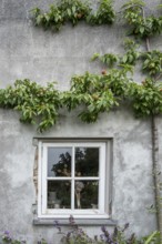 A window in a grey house wall, surrounded by a peach tree with fruit, radiates rural tranquillity,