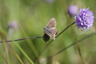 Blue butterfly (Polyommatus icarus), female, open wings, meadow, Germany
