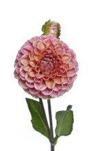 Peach colored Ball Dahlia flower in full bloom on white background