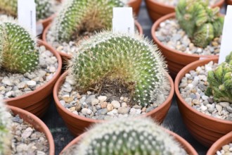Small 'Mammillaria pringlei f. cristata' cactus in flower pot with stones. Also called 'Lemon Ball