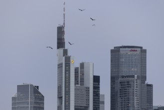 Birds flying over the bank towers of the Frankfurt skyline, Frankfurt am Main, Hesse, Germany