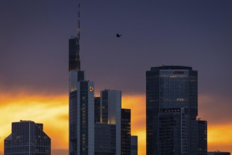 Birds flying over the bank towers of the Frankfurt skyline at sunset, Frankfurt am Main, Hesse,