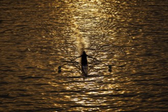 A rower rowing along the Main at sunset in Frankfurt, Frankfurt am Main, Hesse, Germany