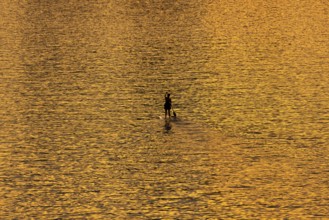 A paddler paddles along the Main at sunset in Frankfurt, Frankfurt am Main, Hesse, Germany