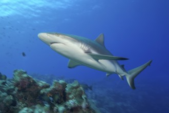 Underwater photo of Large female Grey reef shark in fast motion swimming quickly through blue water