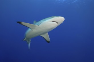 Underwater photo of Large specimen of Grey reef shark swimming through blue water sea close to
