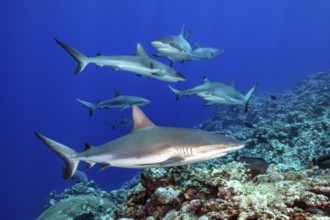 Underwater photo of group of small pack of Grey reef sharks (Carcharhinus amblyrhynchos) swimming