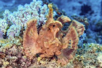 Underwater photo of close-up of predator lurking fish Paddleflap Rhinopias (Rhinopias eschmeyeri)