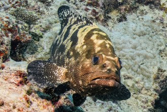 Underwater photo of Camouflage grouper (Epinephelus polyphekadion) Camouflage grouper swimming