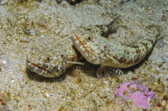 Two pairs of reef lizardfish (Synodus variegatus) lurking in camouflage, well camouflaged on sandy