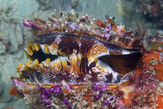 Underwater photo of Slightly open Variable Spiny Oyster (Spondylus varius) showing numerous many