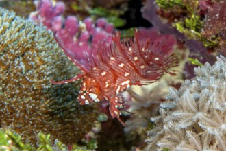 Underwater photo of Extreme close-up of Juvenile form of young small tree wrasse (Novaculichthys