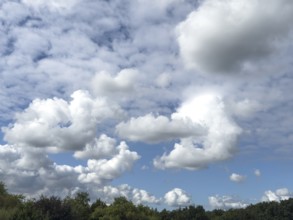 Cloud field with several types of white cumulus clouds in front of blue sky over treetops of mixed
