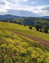 Late summer country landscape with colorful blooming meadow and sunbeam, AI generated