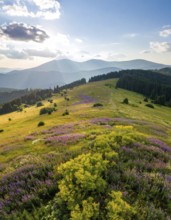 Late summer country landscape with colorful blooming meadow and sunbeam, AI generated