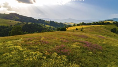 Late summer country landscape with colorful blooming meadow and sunbeam, AI generated