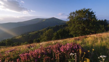 Late summer country landscape with colorful blooming meadow and sunbeam, AI generated