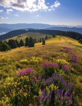 Late summer country landscape with colorful blooming meadow and sunbeam, AI generated