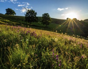 Late summer country landscape with colorful blooming meadow and sunbeam, AI generated