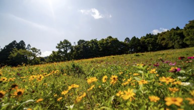 Late summer country landscape with colorful blooming meadow and sunbeam, AI generated