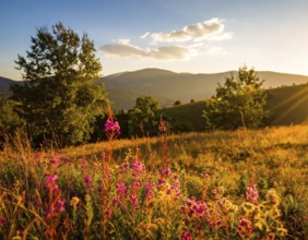 Late summer country landscape with colorful blooming meadow and sunbeam, AI generated