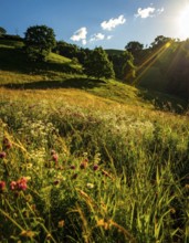 Late summer country landscape with colorful blooming meadow and sunbeam, AI generated