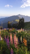 Late summer country landscape with colorful blooming meadow and sunbeam, AI generated