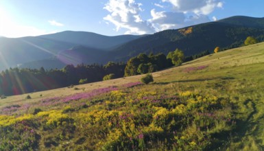 Late summer country landscape with colorful blooming meadow and sunbeam, AI generated