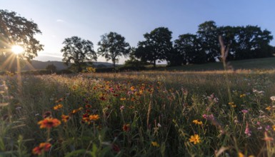 Late summer country landscape with colorful blooming meadow and sunbeam, AI generated