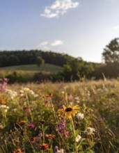 Late summer country landscape with colorful blooming meadow and sunbeam, AI generated