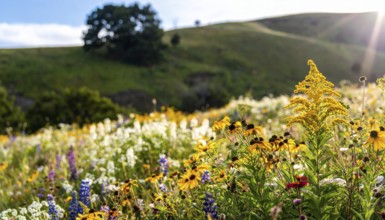 Late summer country landscape with colorful blooming meadow and sunbeam, AI generated