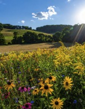 Late summer country landscape with colorful blooming meadow and sunbeam, AI generated