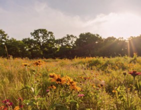 Late summer country landscape with colorful blooming meadow and sunbeam, AI generated